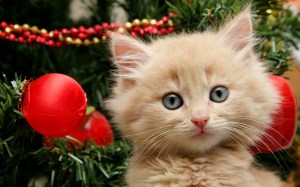 kitten_tree